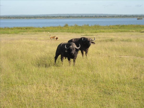 Cape Horn Buffalo with Blue Nile