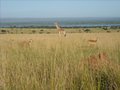 Giraffe with Blue Nile in background