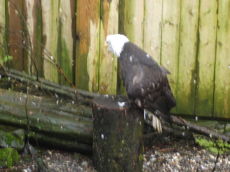 Eagle at snactuary in Ketchikan