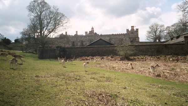 Knole Castle and Wildlife