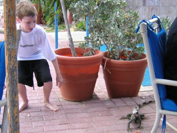Will trying to catch an iguana