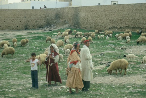 Children (Shepards) watching their sheep and tourists