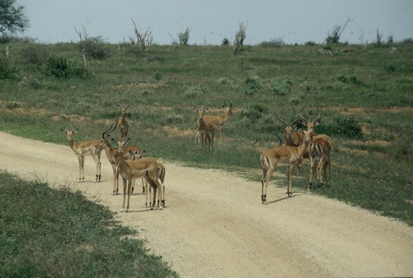 Welcome party at the entrance of Tsavo East