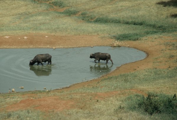 Cape Horn Buffalo having a drink in the pool below the lodge