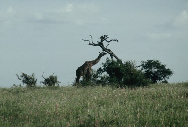 Giraffe on the way to Tsavo West