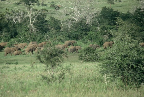Herd of elephants on the way to Tsavo West