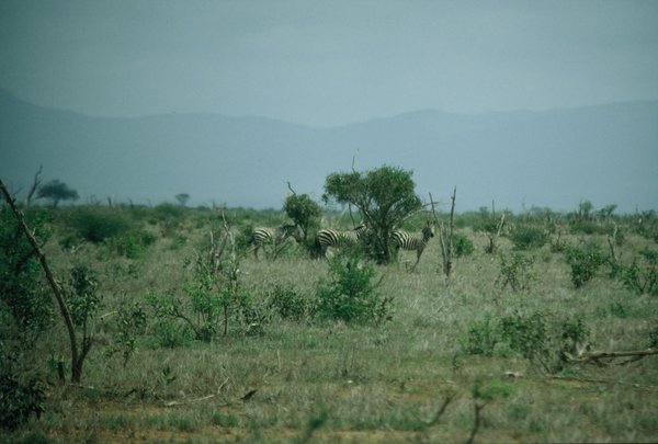 Zebra at Tsavo West