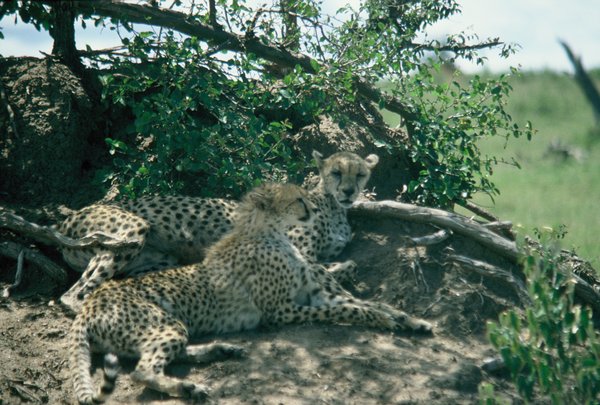 Cheetahs reclaim spot on the mound