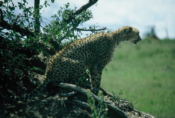 Vigilant cheetah