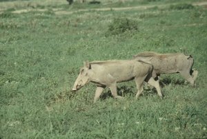 Wart hogs trooting with their tails in the air
