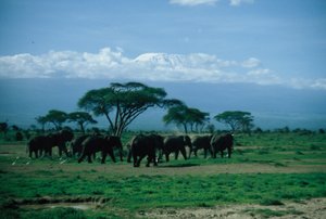 Herd of elephants with Kilimanjaro as backdrop