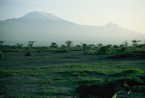 Lioness with Kilimanjaro