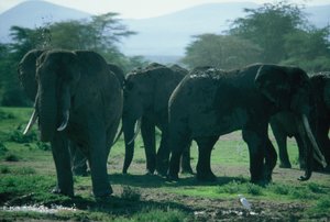 Herd of elephants enjoying a mud puddle