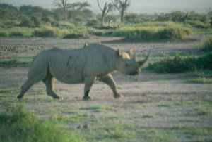 White Rhino running along side our van