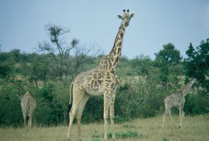 Giraffes curious about us