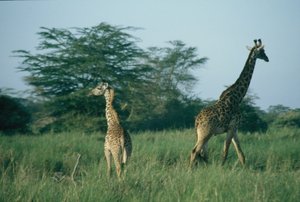 Giraffes sensing danger