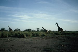 Giraffes fleeing approaching cheetas