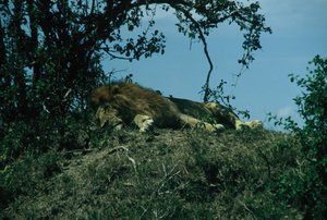 Lazy lion - occupying the spot reserved for cheetah