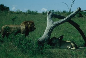 Lion decides to bother the lioness
