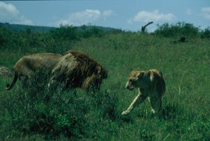 Lioness rejecting the advances of the lion