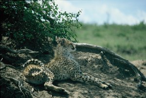 Semi-vigilant cheetah