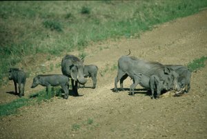 Wart hogs blocking our way to Tanzania