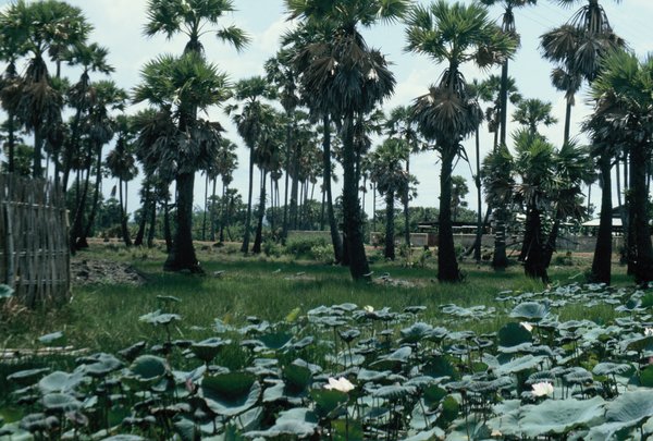 Betelnut trees with klong and water lillies in the foreground
