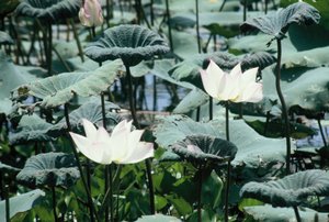 Water lillies in klong (canal) on the side of the road