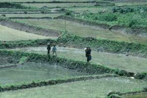 Tribal children walking between rice paddies on the road up Doi Inthanon