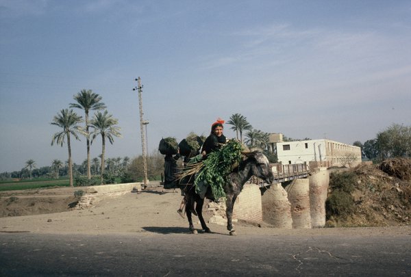 Poor overloaded donkey on the way to Saqqara