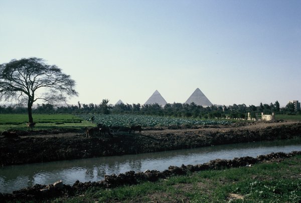 View of Giza pyramids from a distance