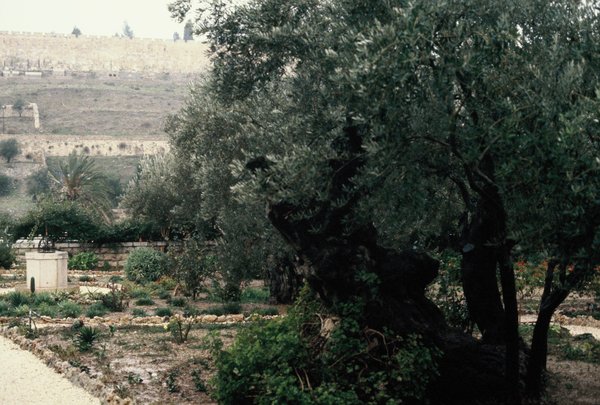 Garden of Gethsemene with 2000 yr old olive trees