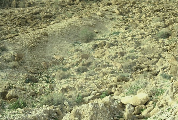 Herd of Ibex on the way to the Dead Sea