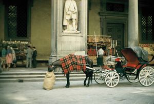 Horse and carriage in Florence