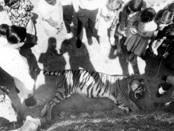Dalat kids gathered around tiger