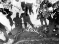 Dalat kids gathered around tiger