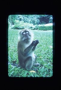 Monkey at the Penang Botanical Gardens
