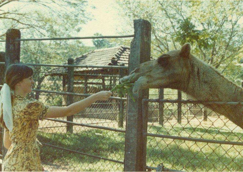 Linda feeding a camel