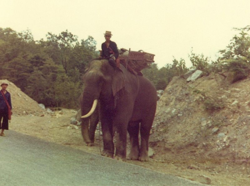 Elephant on the road to Doi Inthanon