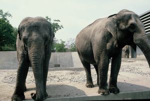 Elephants at Stuttgart Zoo