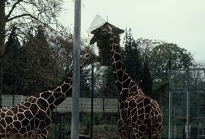 Giraffes at Stuttgart Zoo