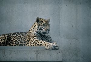 Leopard at Stuttgart Zoo