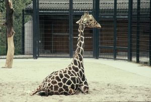 Baby giraffe at Stuttgart Zoo