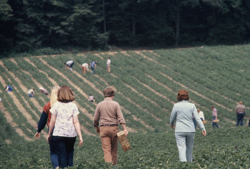 Linda, Carol, Bob and Mom on their way to pick strawberries