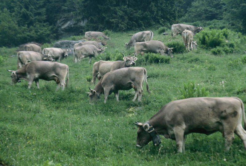 Happy Swiss cows