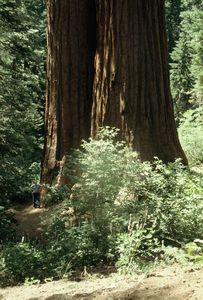 Yosemite National Park Giant Sequoia tree