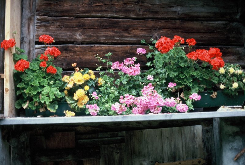 Windowbox in Gimmelwald