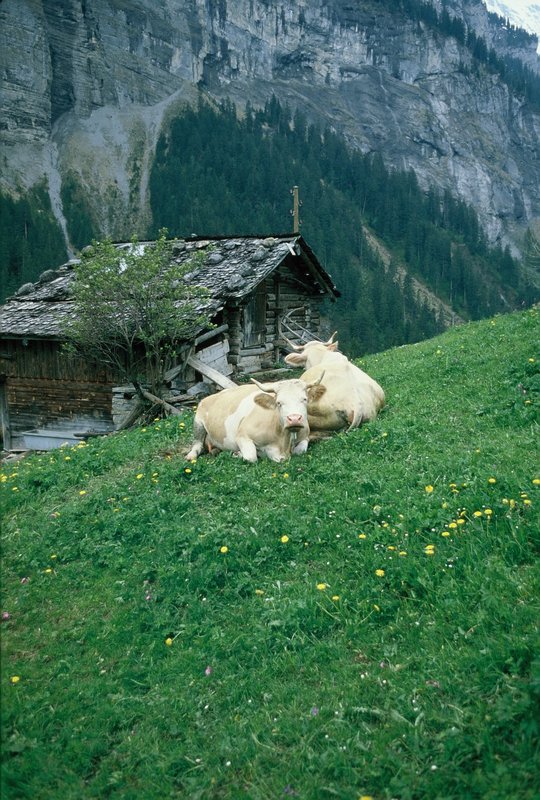 Happy cows in Gimmelwald