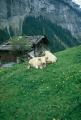 Happy cows in Gimmelwald