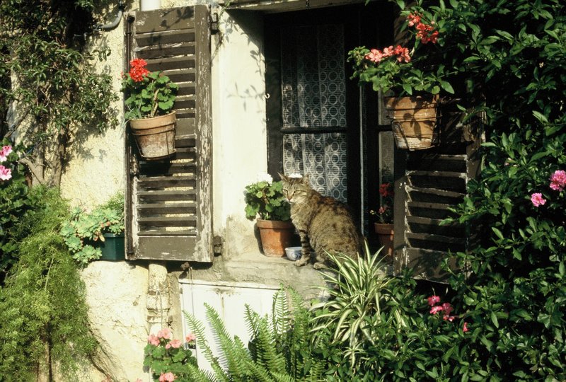 Cat in window in Antibes's narrow streets